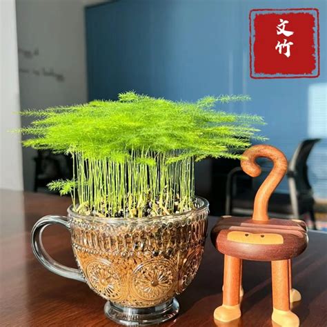 室內植物 竹|竹子怎麼顧？文竹盆栽的徹底照顧指南 